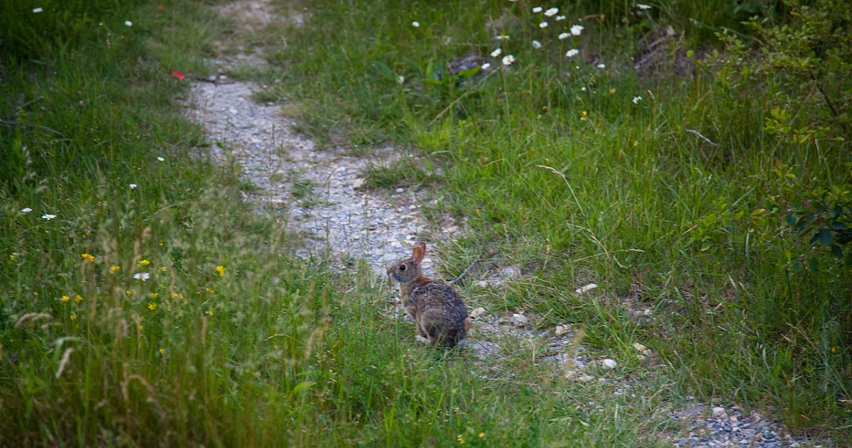 My Trip Along a Bunny Trail and Down a Rabbit Hole